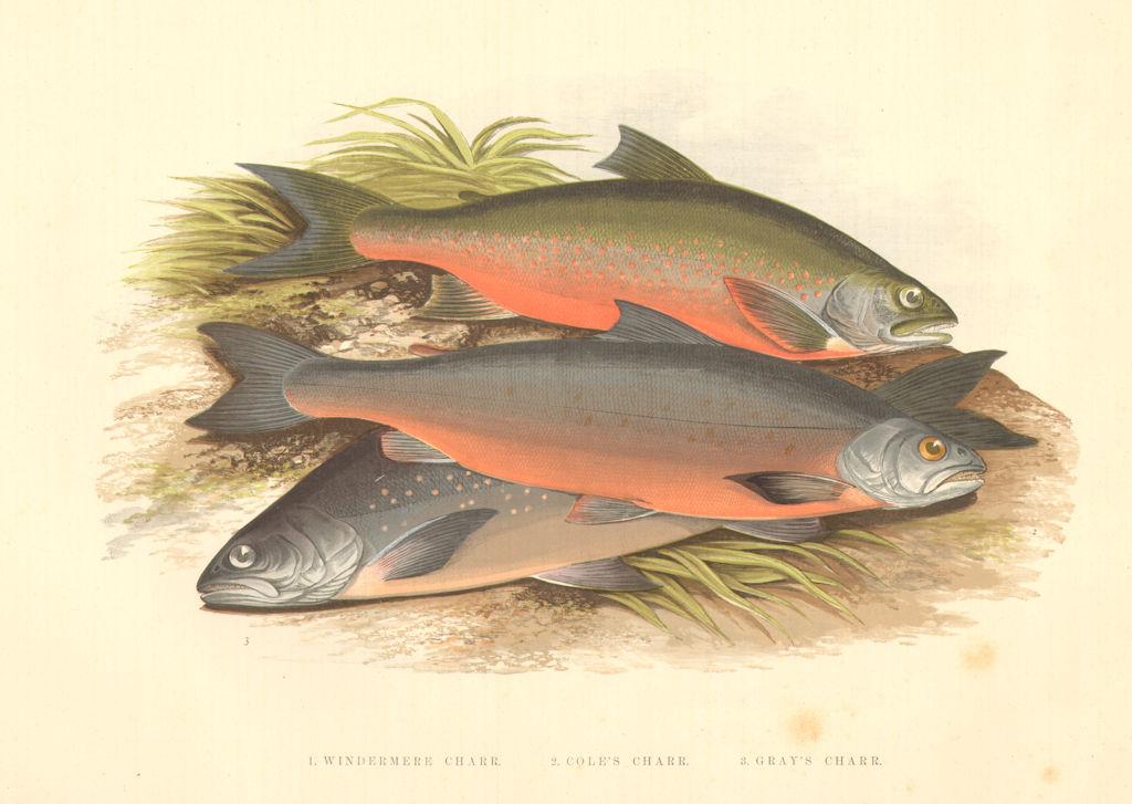 Associate Product FISH.Windermere Cole's Gray's Charr(Salmo willughbii,colii,grayi)-Houghton 1879