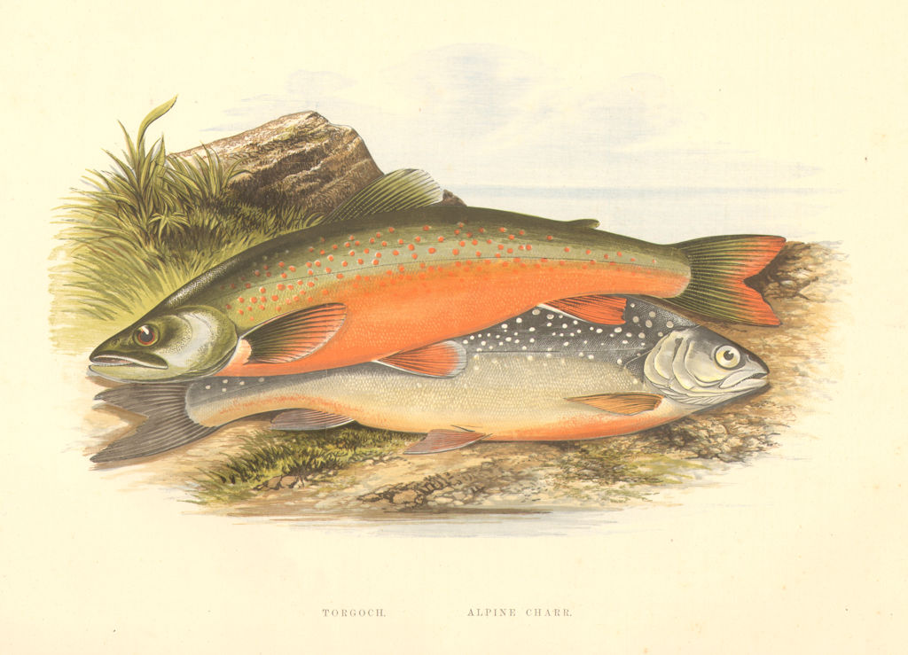 Associate Product FRESHWATER FISH.Torgoch,Alpine Charr(Salmo perisii,alpinus)-Houghton/Lydon 1879