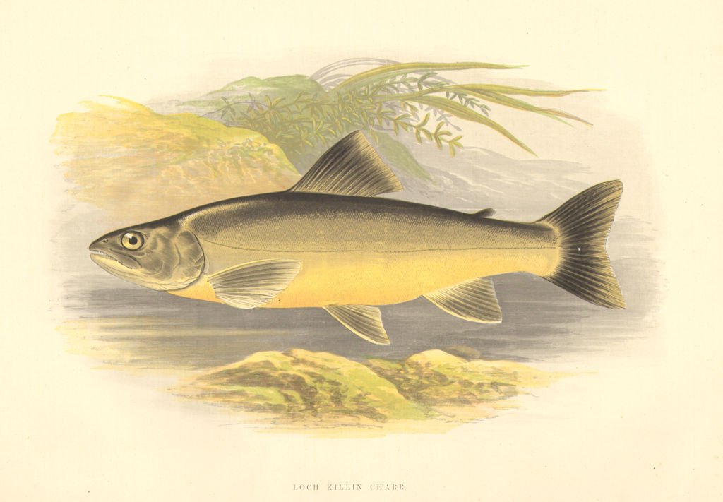 Associate Product FRESHWATER FISH. Loch Killin Charr (Salmo killinensis) - Houghton / Lydon 1879