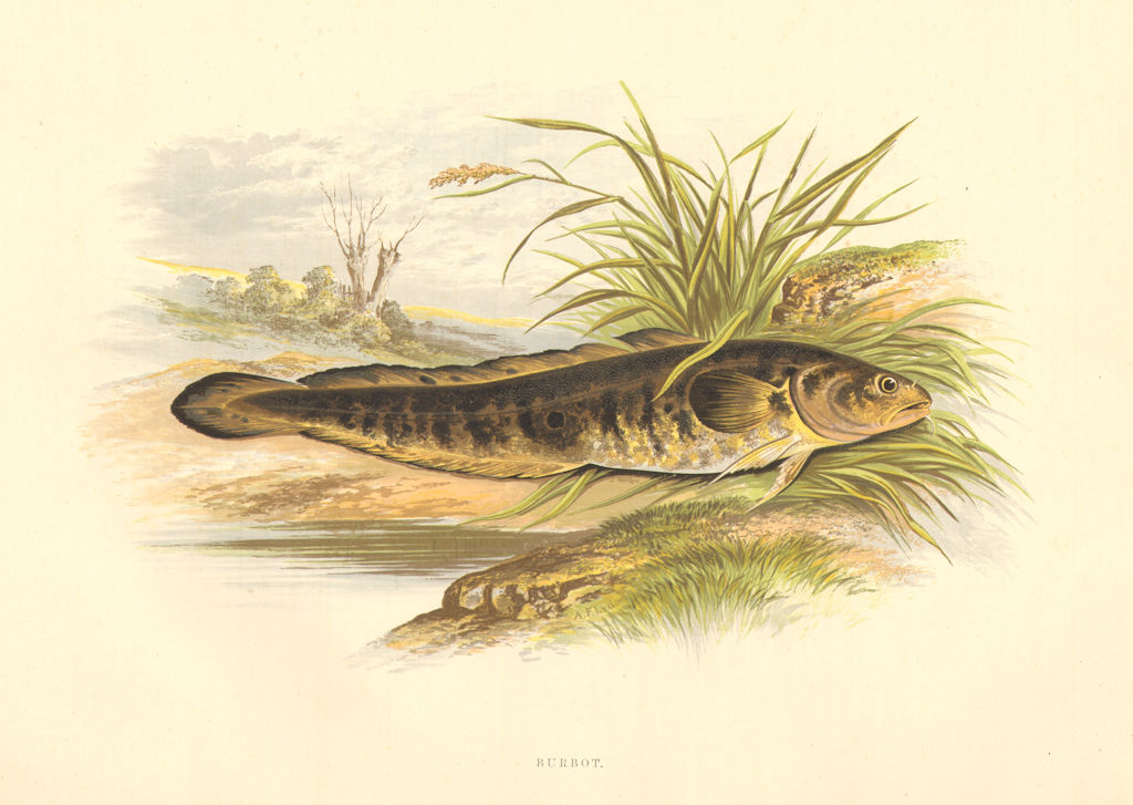 Associate Product FRESHWATER FISH. Burbot (Lota vulgaris) - Houghton / Lydon 1879 old print