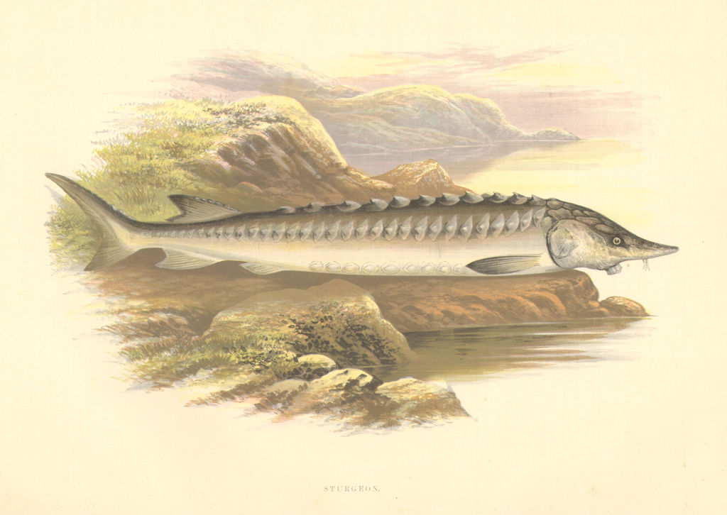 FRESHWATER FISH. Sturgeon (Acipenser sturio) - Houghton / Lydon 1879 old print