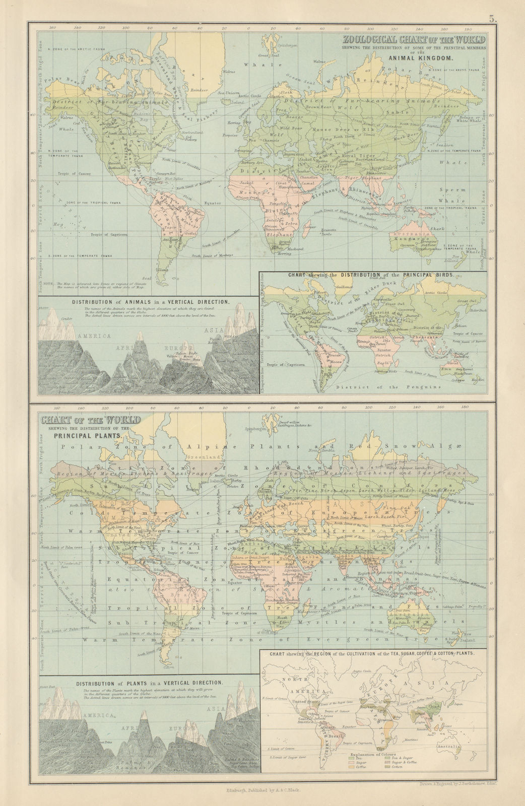 Associate Product Zoological & Botanical Charts of the World. Plants animals. BARTHOLOMEW 1882 map