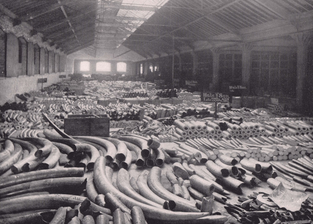 The London Docks - the interior of the Ivory warehouse. London 1896 old print