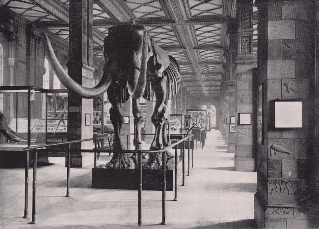 Natural History Museum. South-East Gallery. Great Mastodon skeleton. London 1896