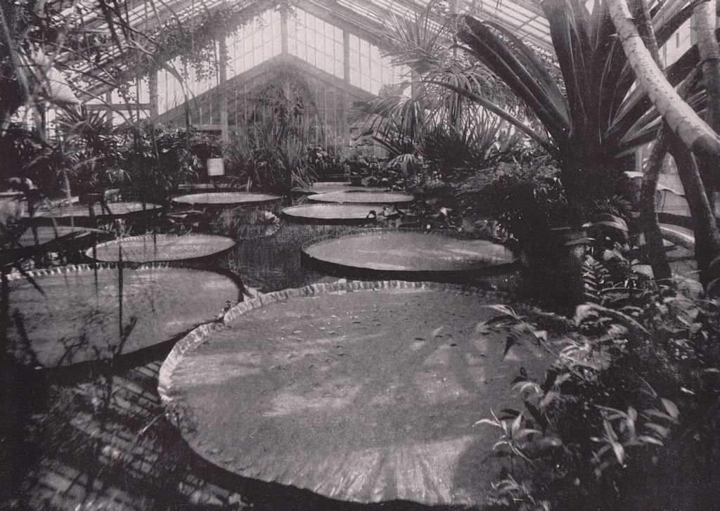 Kew Gardens - The Gigantic Victoria Regina in the Tropical house. London 1896