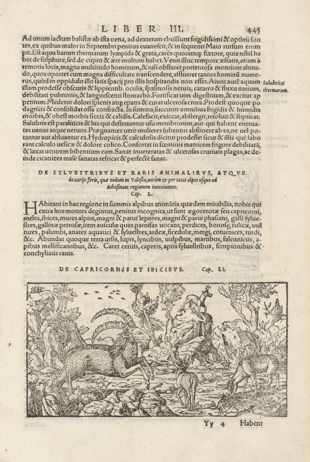 De Capricornis et Ibicibus. Capricorns and Ibexes. Switzerland. MÜNSTER 1572