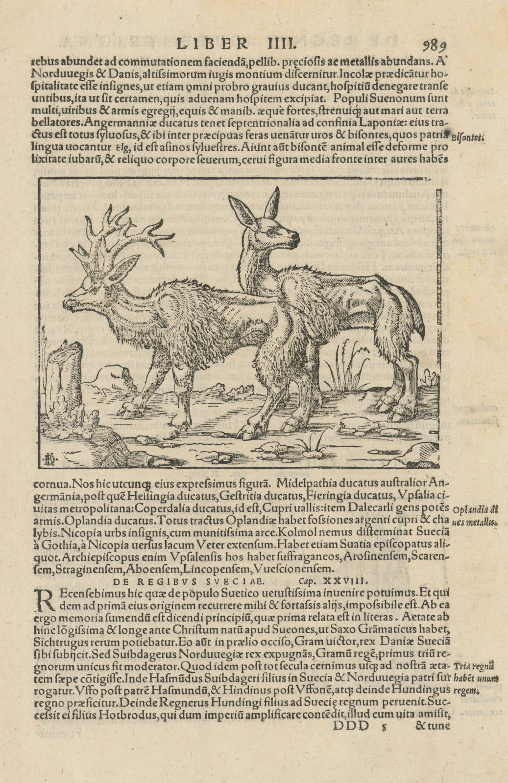 Deer in Sweden. SEBASTIAN MÜNSTER 1572 old antique vintage print picture