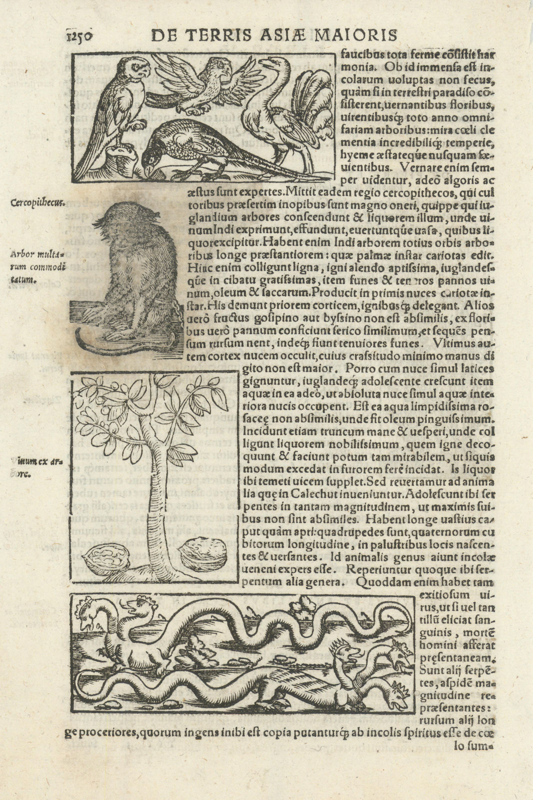 Birds, animals & flora of Calicut (Kozhikode, Kerala). Serpents. MÜNSTER 1572