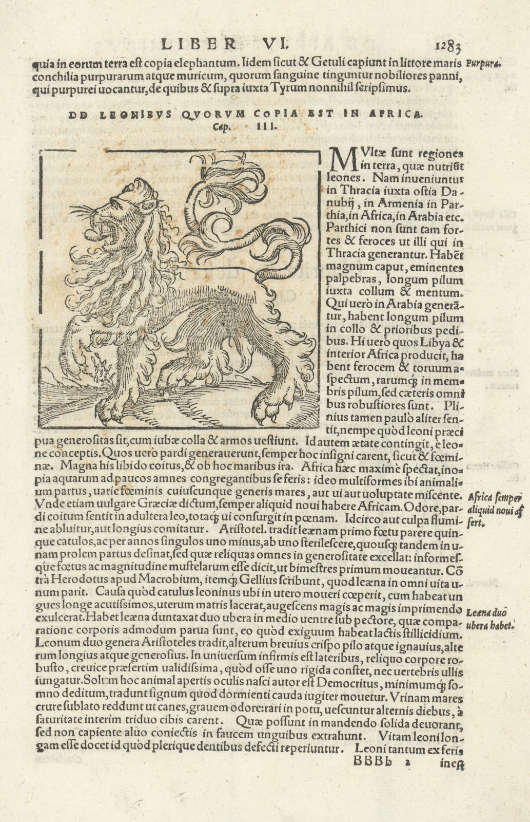 DD leonibus quorum copia est in Africa. An African lion. SEBASTIAN MÜNSTER 1572