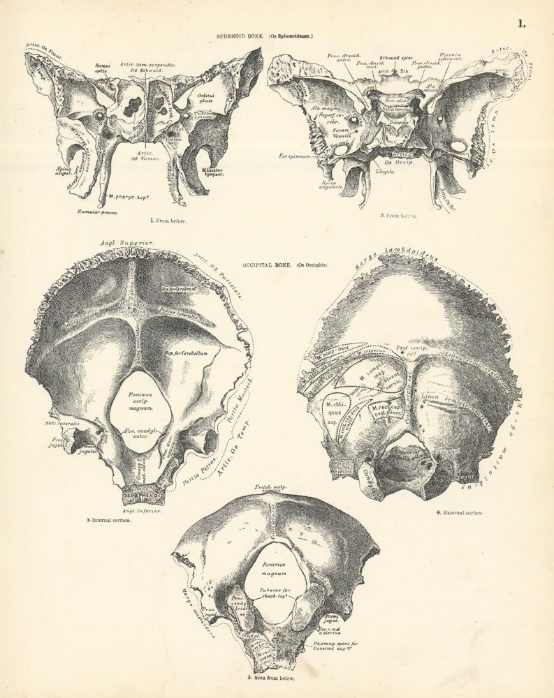 Associate Product Anatomy. Sphenoid Bone (Os Sphenoideum). Occipital Bone (Os Occipitis) 1880