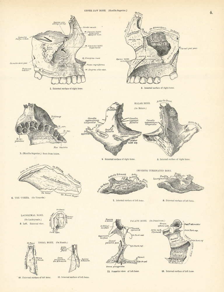 Anatomy. Jaw, Malar, Turbinated, Palate, Nasal, Vomer & Lachrymal Bones 1880