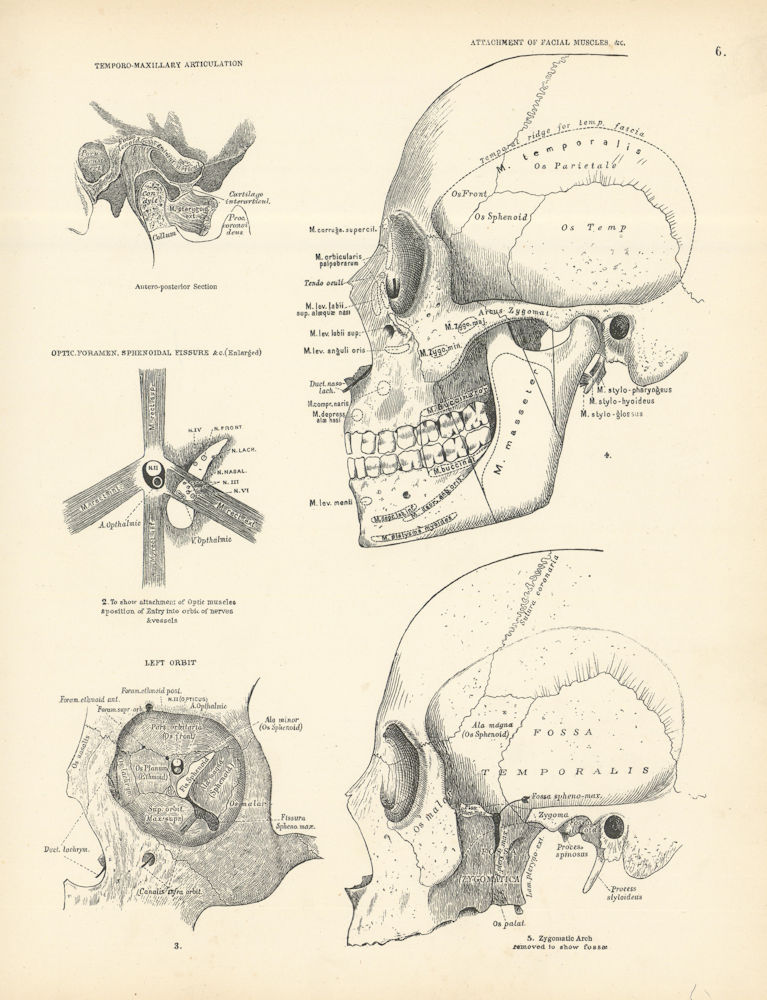 Anatomy. Temporo-Maxillary Articulation, Facial Muscles, Foramen, Orbit 1880