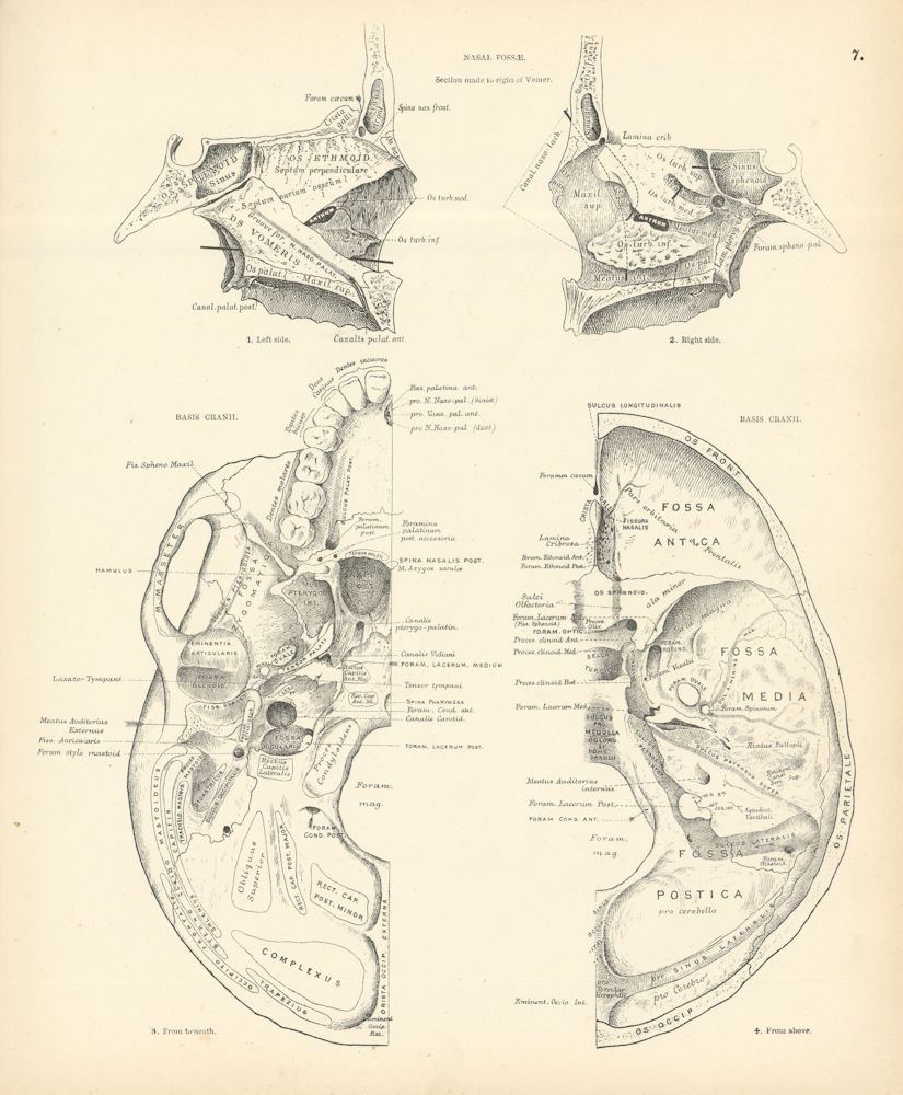 Anatomy. Nasal Fossae. Basis Cranii 1880 old antique vintage print picture