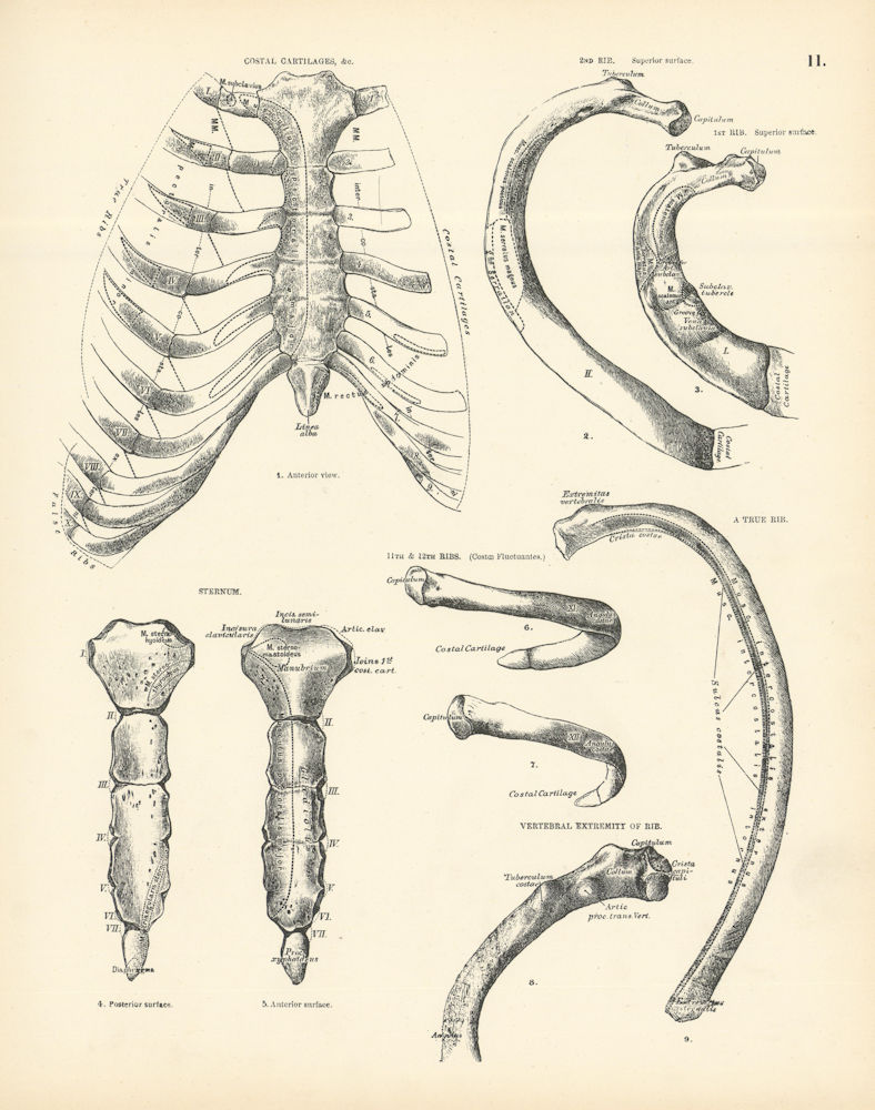 Anatomy. Costal Cartilages, 2nd, 11th & 12th Ribs, Sternum, Vertebral Rib 1880