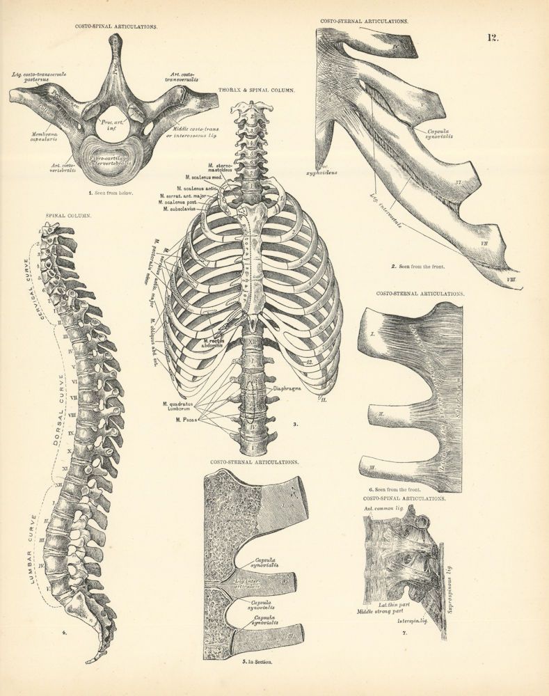 Associate Product Anatomy. Costo-Spinal & Costo-Sternal Articulations, Thorax & Spinal Column 1880