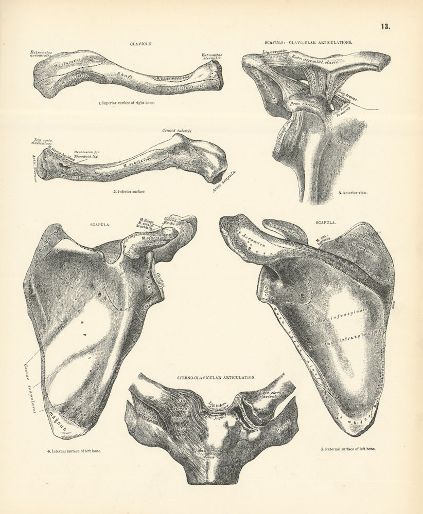 Anatomy. Clavicle, Scapula-Clavicular, Sterno-Clavicular Articulations 1880