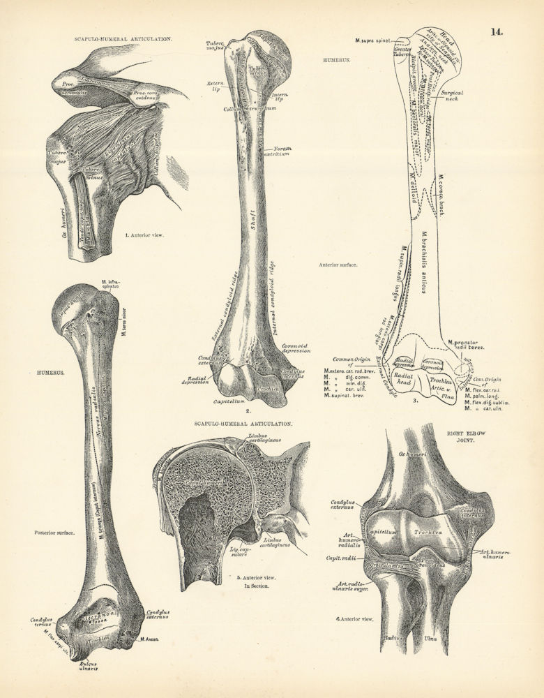 Anatomy. Scapulo-Humeral Joint, Humerus, Right Elbow Joint 1880 old print