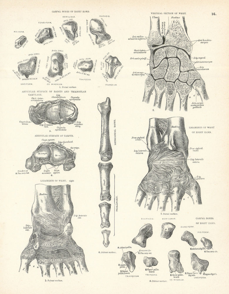 Anatomy. Carpal Bones, Wrist Ligaments, Radius, Cartilage, Phalanges 1880