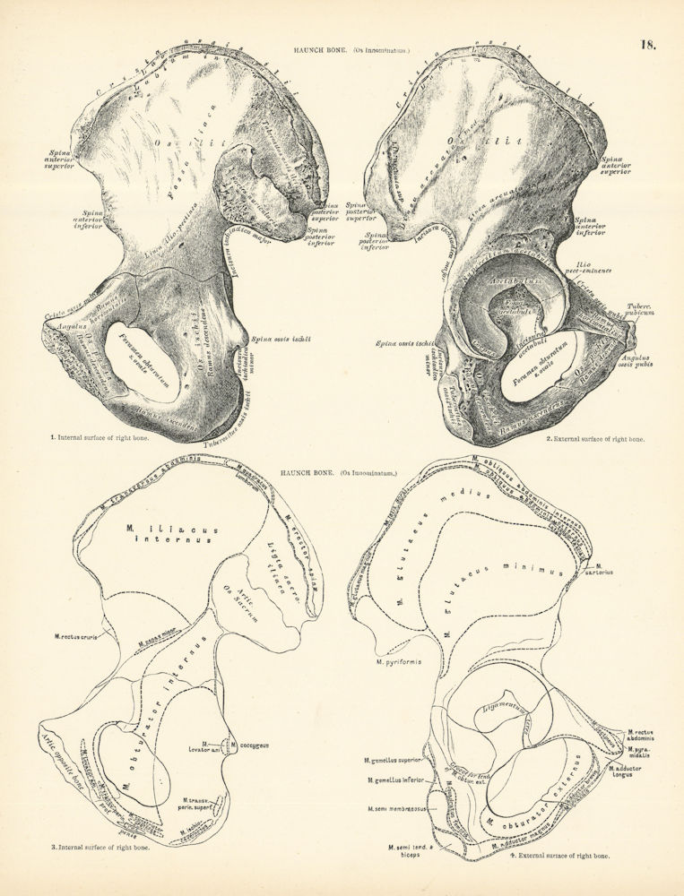 Anatomy. Haunch Bone 1880 old antique vintage print picture