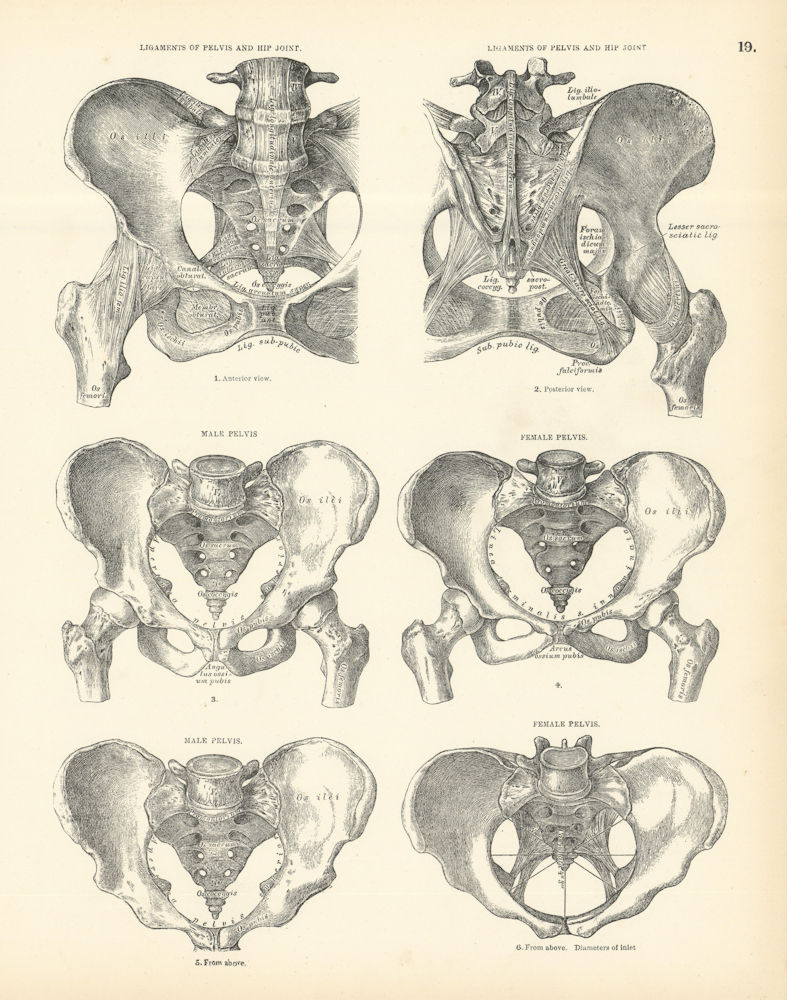 Anatomy. Pelvis & Hip Joint Ligaments. Male & Female Pelvis 1880 old print