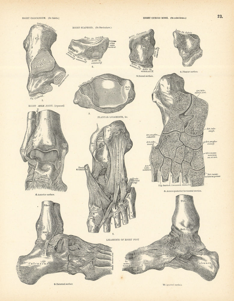 Anatomy. Right Calcaneum, Scaphoid, Cuboid, Ankle & Foot Ligaments 1880 print