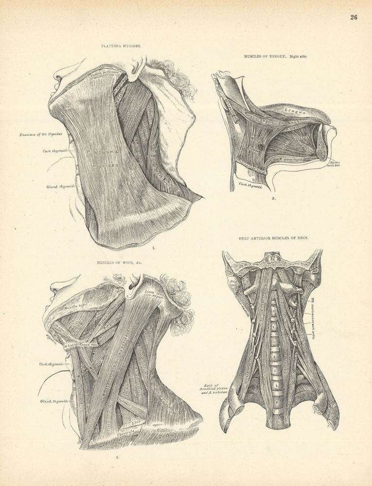 Anatomy. Platysma Myoides, Tongue, Neck, Deep Anterior Neck Muscles 1880 print