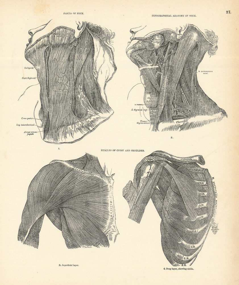 Anatomy. Neck Fascia, Typographical Anatomy, Chest & Shoulder Muscles 1880