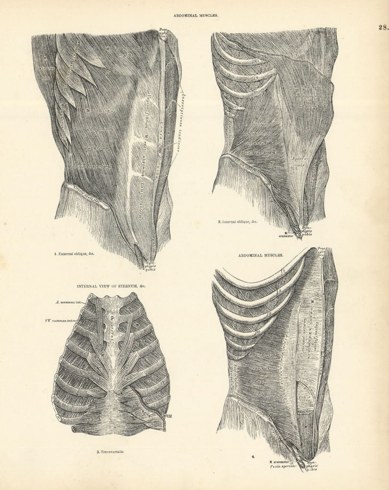 Anatomy. Abdominal Muscles, Internal View of Sternum 1880 old antique print