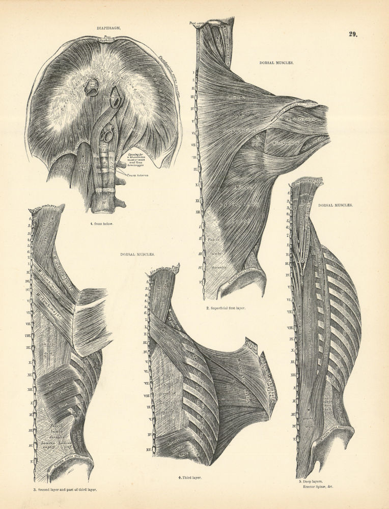 Associate Product Anatomy. Diaphragm, Dorsal Muscles 1880 old antique vintage print picture