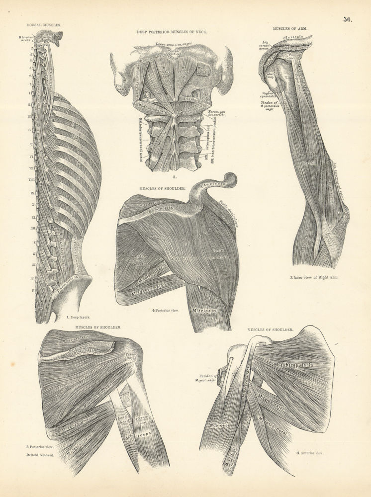 Anatomy. Dorsal, Posterior Neck, Arm, Shoulder Muscles 1880 old antique print