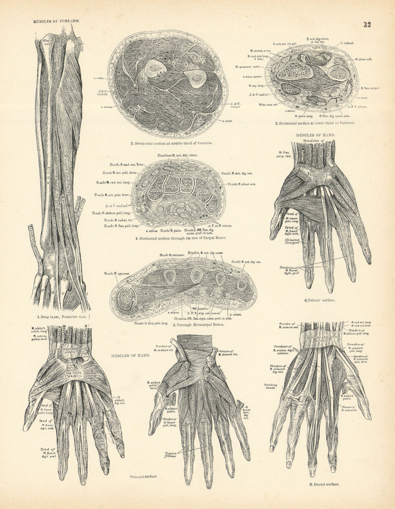 Anatomy. Muscles of Forearm, Hand 1880 old antique vintage print picture