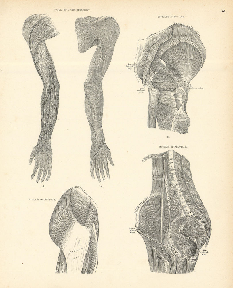 Associate Product Anatomy. Fascia of Upper Extremity, Buttock, Pelvis Muscles 1880 old print