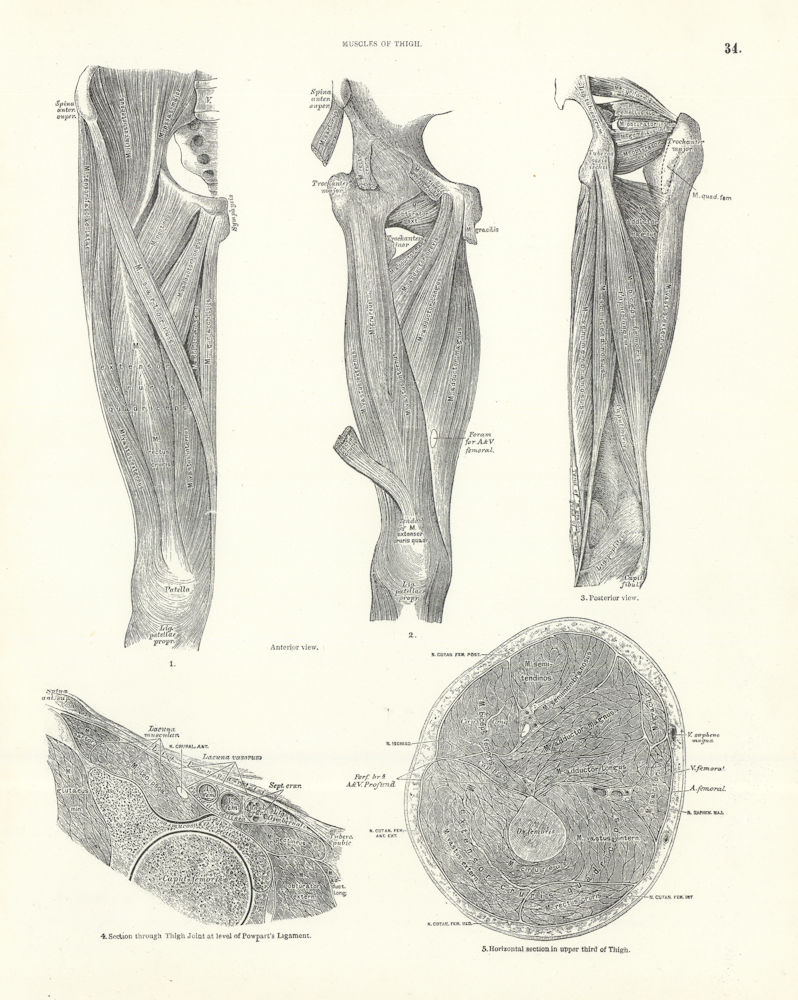 Anatomy. Muscles of Thigh 1880 old antique vintage print picture