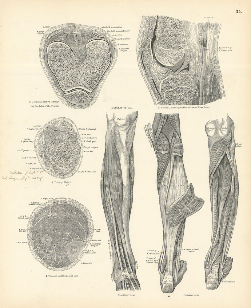 Anatomy. Muscles of Leg 1880 old antique vintage print picture