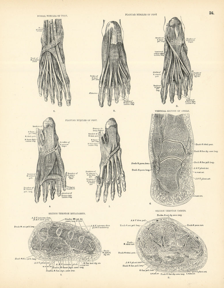 Associate Product Anatomy. Dorsal/Plantar Foot Muscles, Ankle, Tarsus, Metatarsus Sections 1880