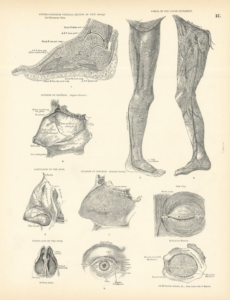 Anatomy. Foot Vertical Section, Nostrils, Nose Cartilage, Eye 1880 old print