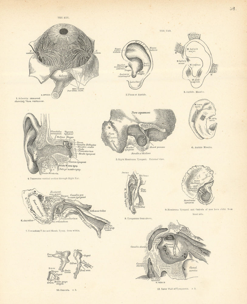 Associate Product Anatomy. Eye & Ear 1880 old antique vintage print picture