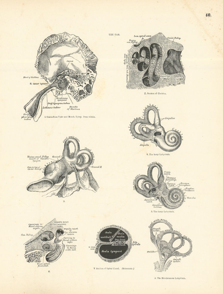 Associate Product Anatomy. The Ear 1880 old antique vintage print picture