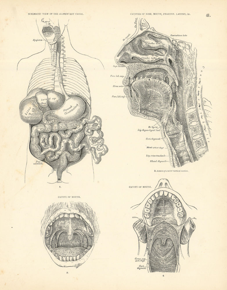 Anatomy. Alimentary Canal, Nose, Mouth, Pharynx, Larynx Cavities 1880 print