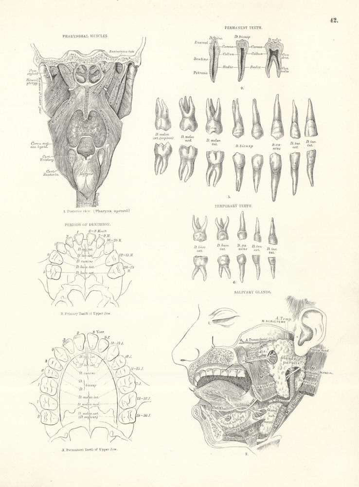 Anatomy. Pharyngeal Muscles, Permanent & Temporary Teeth, Dentition, Glands 1880