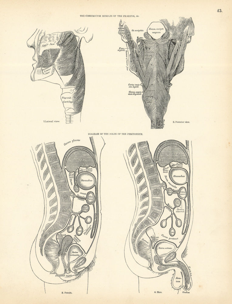 Anatomy. Pharynx Constrictor Muscles, Peritoneum Folds Diagram 1880 print