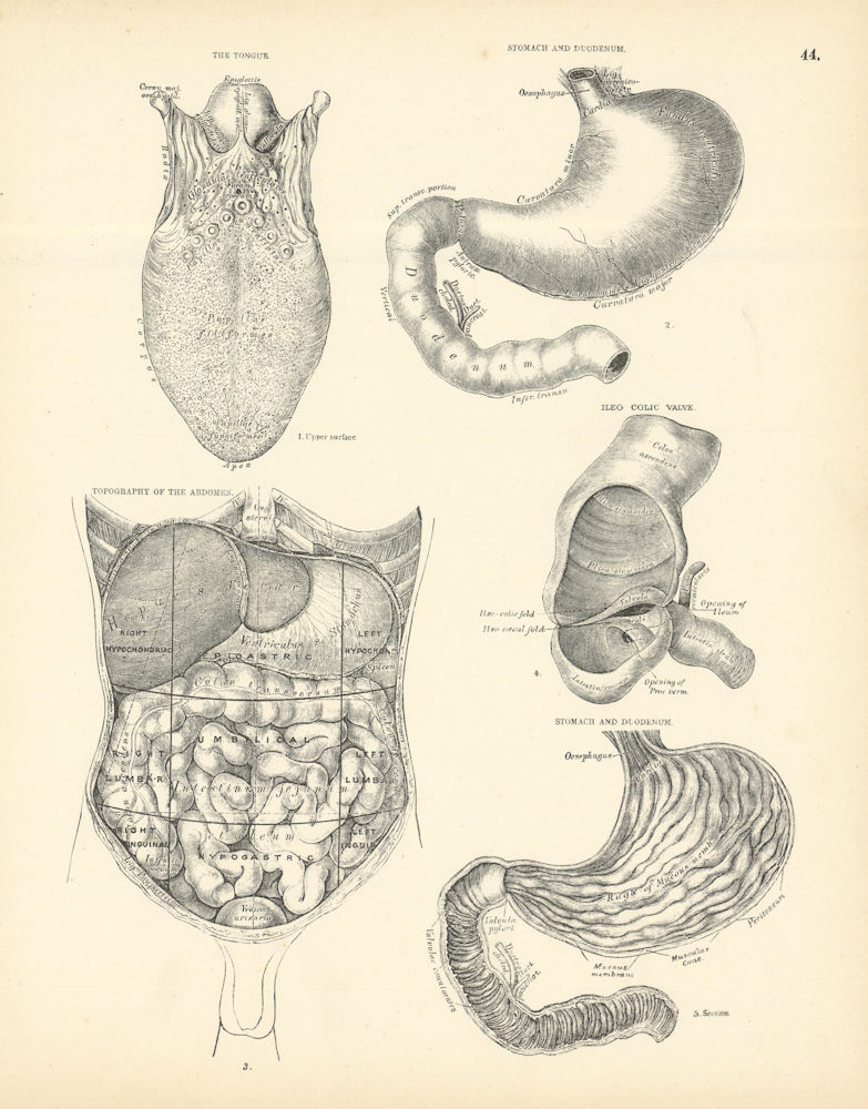 Associate Product Anatomy. Tongue, Abdomen Topography, Stomach, Duodenum 1880 old antique print