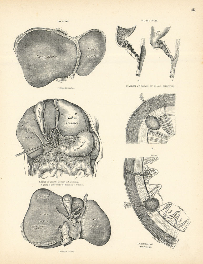 Anatomy. Liver, Biliary Ducts, Small Intestine Diagram 1880 old antique print