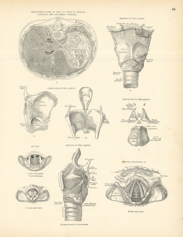 Anatomy. Xyphoid Cartilage, Larynx Muscles, Cartilages, Glottis 1880 old print