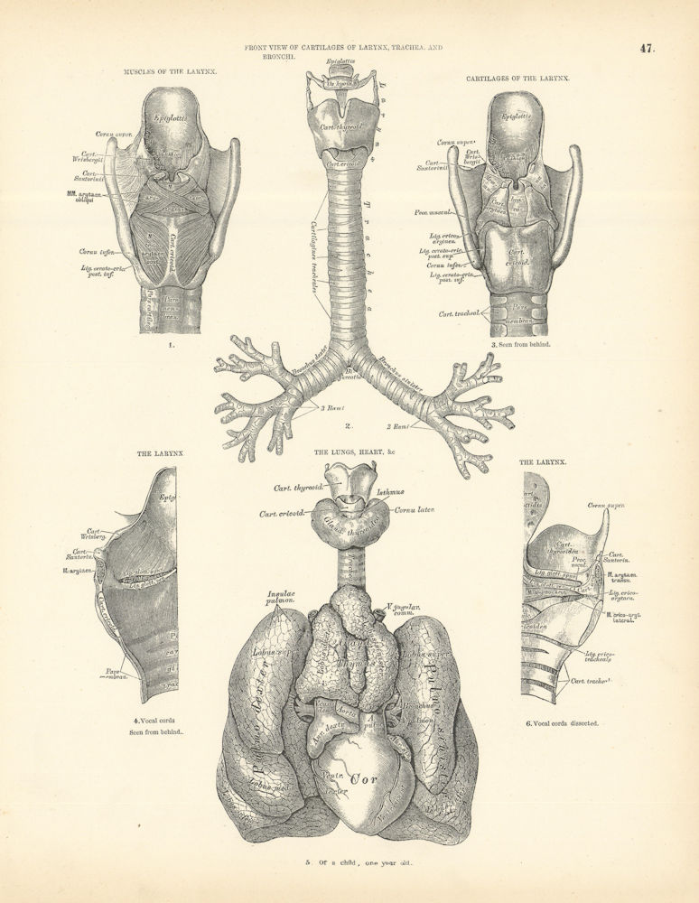 Anatomy. Larynx Muscles & Cartilages, Lungs, Heart 1880 old antique print