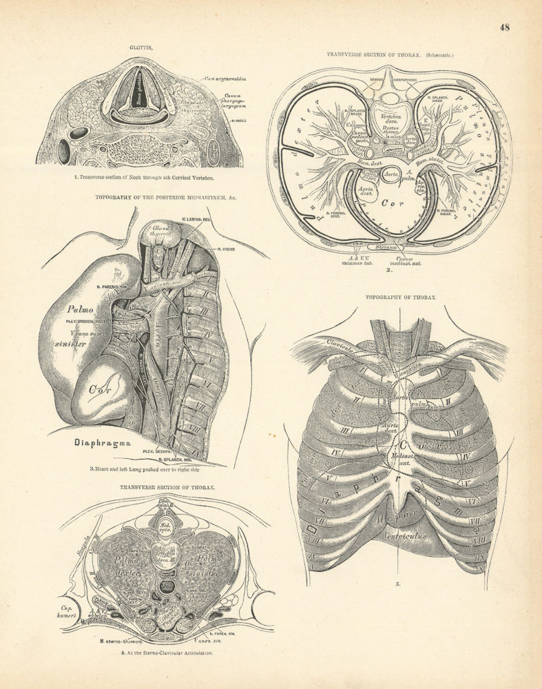 Anatomy. Glottis 1880 old antique vintage print picture