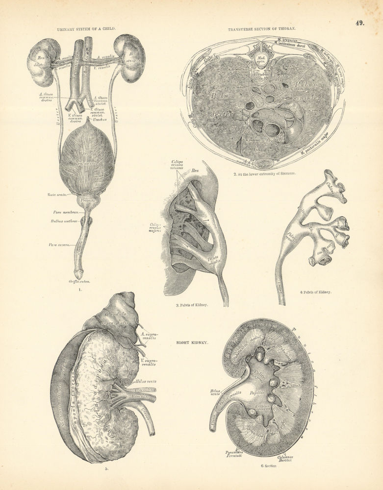 Associate Product Anatomy. Thorax Topography, Transverse Section, Posterior Mediastinum 1880