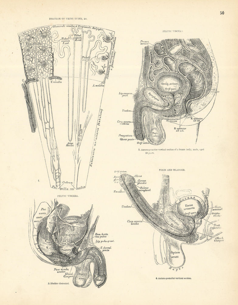 Associate Product Anatomy. Urine Tubes Diagram, Pelvic Viscera, Penis & Bladder 1880 old print