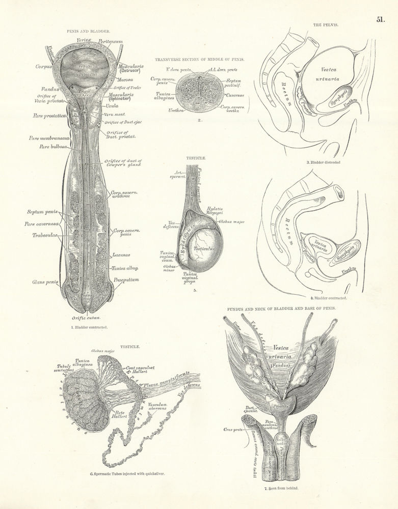 Anatomy. Penis & Bladder, Middle Section, Pelvis, Testicle, Bladder Neck 1880