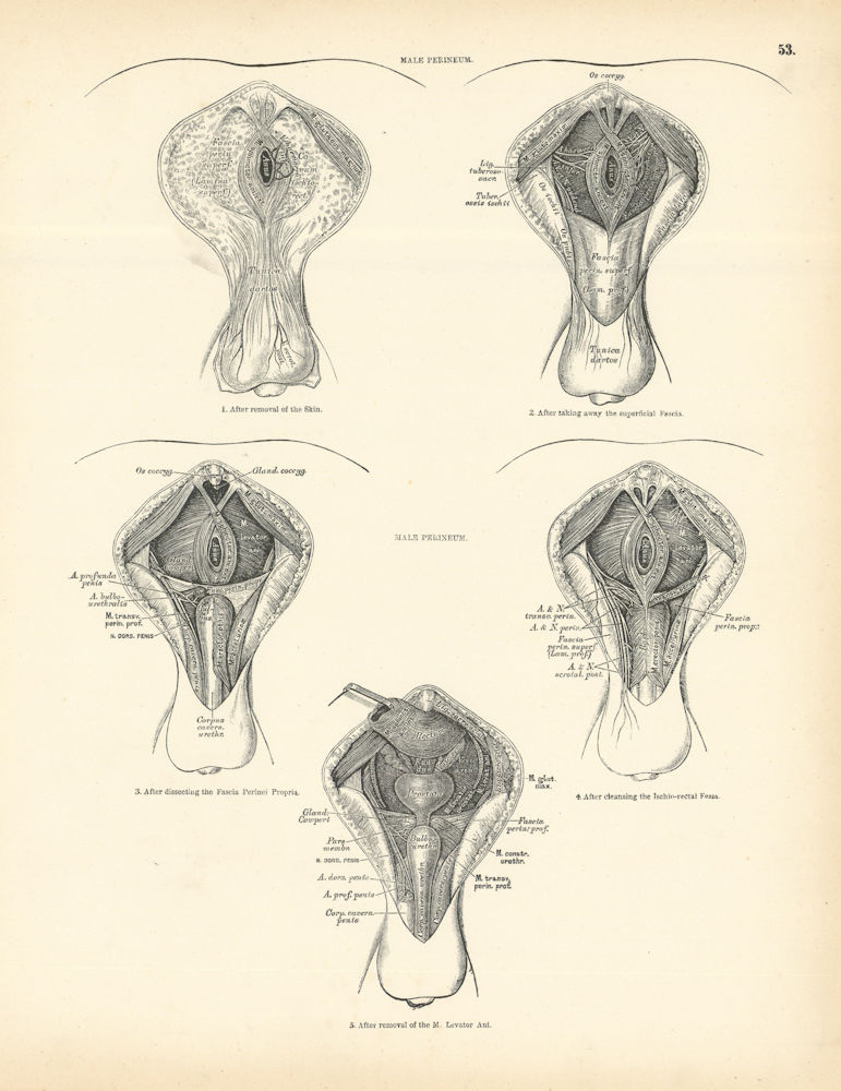 Anatomy. Male Perineum 1880 old antique vintage print picture